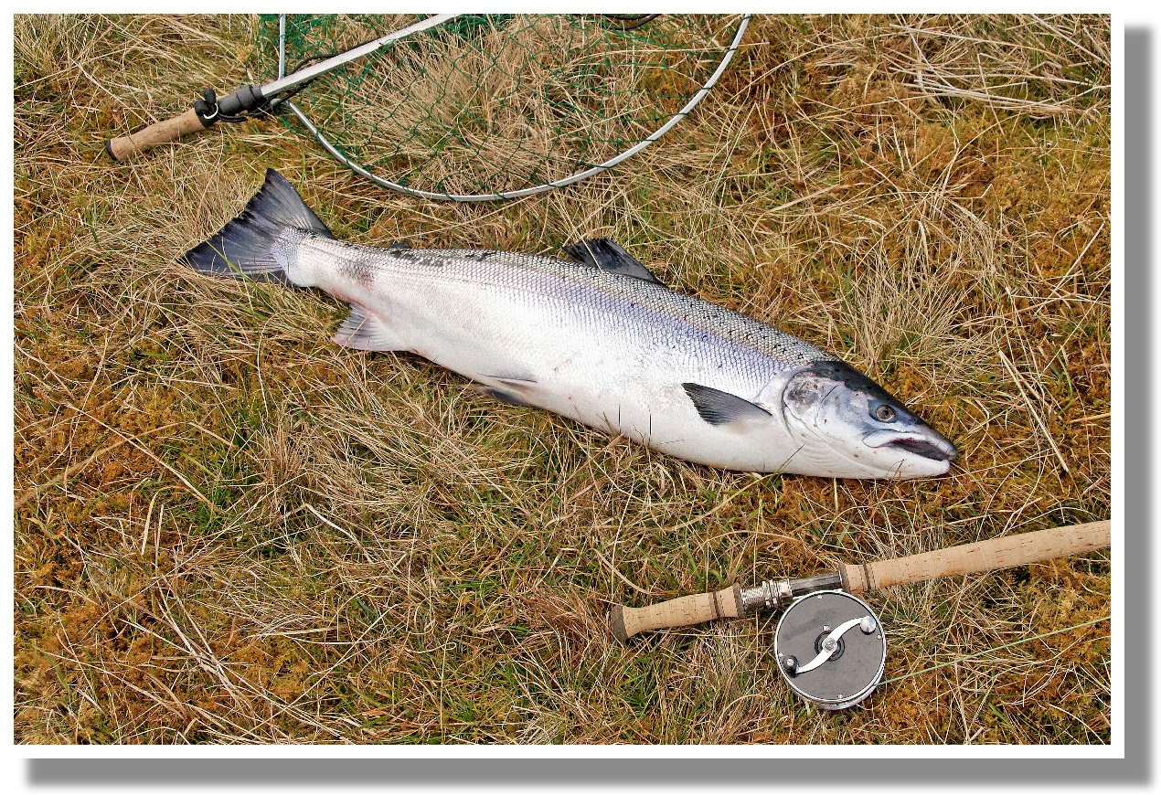 Salmon Catch